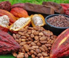 Cacao - Cty TNHH Ca Cao Xuân Ron Chợ Gạo