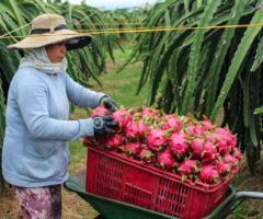 Cần thu mua thanh long - Anh Bửu Hành Trình Xanh