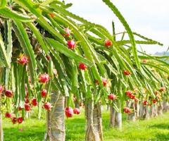 Cần thu mua thanh long - Anh Bửu Hành Trình Xanh