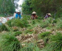 Kiệu tươi - Trung tâm Dịch vụ nông nghiệp và Nước sạch nông thôn