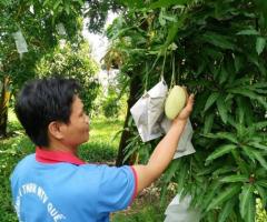 Xoài cát núm - Nông nghiệp và Phát triển nông thôn huyện Vũng Liêm