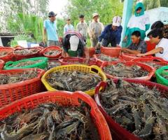 Tôm sú - HTX Đồng Tiến