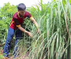 Cần thu mua Sả - Anh Bửu Hành Trình Xanh