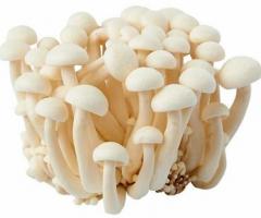 Nấm Hải Sản - T.Mushroom