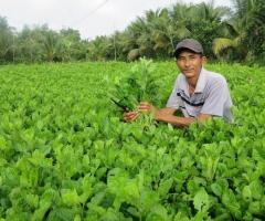 Cần thu mua rau cải - Nguyễn Minh Thùy Trân