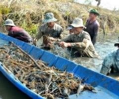 Tôm Càng Xanh - Nguyễn Văn Phương