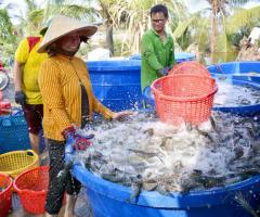 Tôm Càng Xanh - Nguyễn Thành Thật