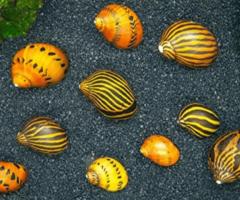 CẦN MUA - ốc sọc dưa :Neritina turrita-zebra snail