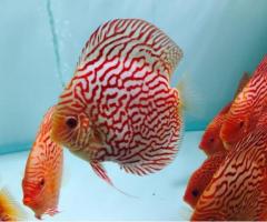 CẦN THU MUA CÁ CẢNH DĨA ĐỎ (Symphysodon Discus)