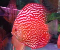 Mua Cá Dĩa, size 5-6 cm (Symphysodon discus)